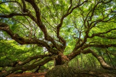 Sob Angel Oak Tree imagens de stock Sob Angel Oak Tree imagens de stock