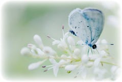 Soft blue butterfly on a white flower bloom Stock Images Soft blue butterfly on a white flower bloom Stock Images