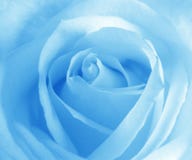 Soft Blue Rose Royalty Free Stock Photography Soft Blue Rose Royalty Free Stock Photography