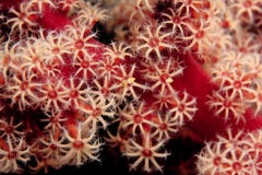 Soft corals extended