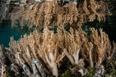Soft Corals on Shallow Indonesian Reef