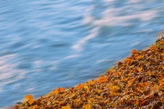 Soft flowing water and colorful autumn leaves stock images Soft flowing water and colorful autumn leaves stock images