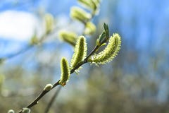 soft focus. Blooming willow close up. Image for background, greeting card, greeting, and project or design stock photos soft focus. Blooming willow close up. Image for background, greeting card, greeting, and project or design stock photos
