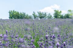 Soft focus on lavender flower, beautiful lavender fiields Italy Royalty Free Stock Photography Soft focus on lavender flower, beautiful lavender fiields Italy Royalty Free Stock Photography