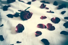 Soft focus of a Rose bouquet on a bed, heartbroken Valentines concept. Leave copy space empty to write text. filter tone dark Sad royalty free stock image Soft focus of a Rose bouquet on a bed, heartbroken Valentines concept. Leave copy space empty to write text. filter tone dark Sad royalty free stock image