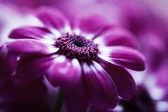 Soft pink flower closeup