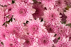 Soft pink purple Chrysanthemum flowers nature abstract background