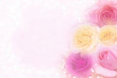 Soft pink purple and yellow roses background in pastel tone for valentine royalty free stock photo Soft pink purple and yellow roses background in pastel tone for valentine royalty free stock photo
