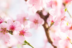 Soft sunlight in beautiful pink flower blossom bud background Stock Images Soft sunlight in beautiful pink flower blossom bud background Stock Images