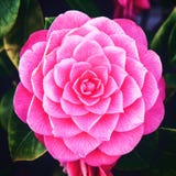 Sogno rosa appassionato di luce solare fotografia stock libera da diritti Sogno rosa appassionato di luce solare fotografia stock libera da diritti