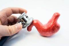 Soignez tenir le stéthoscope dans sa main et examinez la forme anatomique de l'estomac, se penchant la tête sur le modèle Photo d images stock Soignez tenir le stéthoscope dans sa main et examinez la forme anatomique de l'estomac, se penchant la tête sur le modèle Photo d images stock