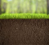 Soil under grass in forest