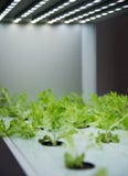 Soilless culture of vegetables under artificial light royalty free stock photography Soilless culture of vegetables under artificial light royalty free stock photography