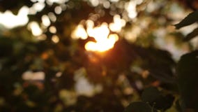 Sol defocused del verano que brilla intensamente a través de las hojas del árbol abstraiga el fondo metrajes Sol defocused del verano que brilla intensamente a través de las hojas del árbol abstraiga el fondo metrajes