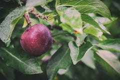 Sola manzana roja que cuelga de un árbol imagen de archivo libre de regalías Sola manzana roja que cuelga de un árbol imagen de archivo libre de regalías