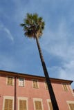 Sola palmera en el cielo imágenes de archivo libres de regalías Sola palmera en el cielo imágenes de archivo libres de regalías