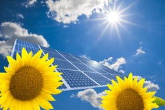 Solar panel and sunflowers