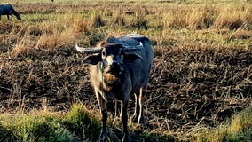 Soldat de Buffalo photo stock Soldat de Buffalo photo stock