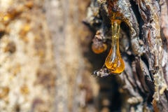 3,900+ Amber Resin Stock Photos, Pictures & Royalty-Free Images