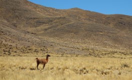 Solitary llama on yellow field