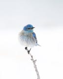 Solitary Male Mountain Bluebird perched on branch