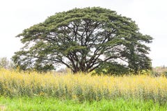 Solitary Oak Tree Royalty Free Stock Photo