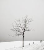 Solitary tree in a snow covered field