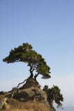 Solitary tree and bush against blue sky in California Royalty Free Stock Photography Solitary tree and bush against blue sky in California Royalty Free Stock Photography