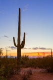 Solnedgång i Saguaronationalparken, nära Tucson, sydöstliga Arizona, Förenta staterna Ställning för gigantea för SaguarokaktusCar royaltyfri fotografi Solnedgång i Saguaronationalparken, nära Tucson, sydöstliga Arizona, Förenta staterna Ställning för gigantea för SaguarokaktusCar royaltyfri fotografi