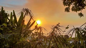Solnedgång på la Reunion Island med växter i förgrund royaltyfri fotografi Solnedgång på la Reunion Island med växter i förgrund royaltyfri fotografi