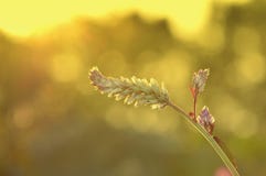 Solnedgångblommor arkivbilder Solnedgångblommor arkivbilder
