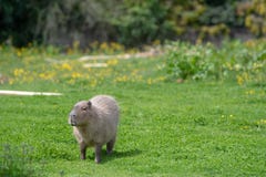 A solo Capybara grazing on short grass royalty free stock photos A solo Capybara grazing on short grass royalty free stock photos