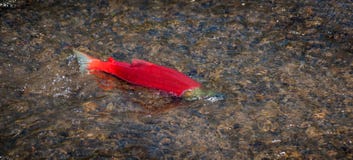 Solos salmones de Sockeye imagen de archivo Solos salmones de Sockeye imagen de archivo