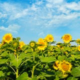 Solros mot den blåa himlen och ett blomstra fält Royaltyfria Foton Solros mot den blåa himlen och ett blomstra fält Royaltyfria Foton