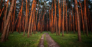 Soluppgång sörjer in forestThestammar av sörjer är röd från löneförhöjningsolen fantastisk liggande royaltyfria bilder Soluppgång sörjer in forestThestammar av sörjer är röd från löneförhöjningsolen fantastisk liggande royaltyfria bilder