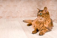 Somali cat on the floor with. Purebre Somali cat on the floor with royalty free stock photos Somali cat on the floor with. Purebre Somali cat on the floor with royalty free stock photos