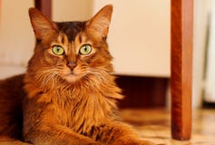 Somali cat lying portrait. Purebred somali cat lying on the floor and looking at camera portrait royalty free stock photo Somali cat lying portrait. Purebred somali cat lying on the floor and looking at camera portrait royalty free stock photo