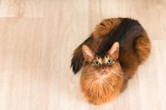 Somali cat portrait top view. On parquet and lookign at camera stock photos Somali cat portrait top view. On parquet and lookign at camera stock photos