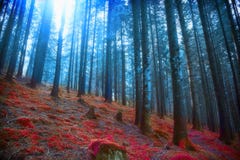 Somber surreal hout met lichten en rood mos, magische fairytale s Stock Afbeeldingen Somber surreal hout met lichten en rood mos, magische fairytale s Stock Afbeeldingen