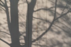 Sombra abstracta del fondo de las ramas de árbol en superficie de metal gris fotografía de archivo Sombra abstracta del fondo de las ramas de árbol en superficie de metal gris fotografía de archivo