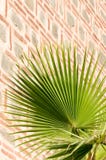 Sombra de la palmera en la pared de piedra vieja, mezquita de Dzhumaya, Plovdiv, Fotografía de archivo Sombra de la palmera en la pared de piedra vieja, mezquita de Dzhumaya, Plovdiv, Fotografía de archivo