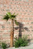 Sombra de la palmera en la pared de piedra vieja, mezquita de Dzhumaya, Plovdiv, Foto de archivo Sombra de la palmera en la pared de piedra vieja, mezquita de Dzhumaya, Plovdiv, Foto de archivo