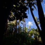 Sombras y palmas en un jardín marroquí foto de archivo Sombras y palmas en un jardín marroquí foto de archivo