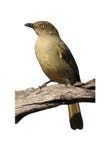 Sombre greenbul, Andropadus importunus. Single bird on branch, South Africa, August 2016 royalty free stock image Sombre greenbul, Andropadus importunus. Single bird on branch, South Africa, August 2016 royalty free stock image