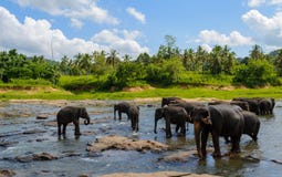 Some bathing elephants in a lake stock photography Some bathing elephants in a lake stock photography