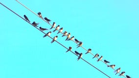 Some birds over wire with clear blue sky in background. stay as a group. nice pastel blue sky.