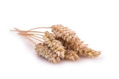 Some ears of wheat isolated. Some ears of wheat on a white background royalty free stock photos Some ears of wheat isolated. Some ears of wheat on a white background royalty free stock photos