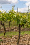 Grape plants without fruit in Germany royalty free stock photography Grape plants without fruit in Germany royalty free stock photography