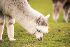 Some llamas standing in the meadow and eating grass. Several animals on pasture eat grass and feel comfortable royalty free stock photo Some llamas standing in the meadow and eating grass. Several animals on pasture eat grass and feel comfortable royalty free stock photo