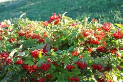 Some ripe viburnum on branch. Against the leaves stock photos Some ripe viburnum on branch. Against the leaves stock photos